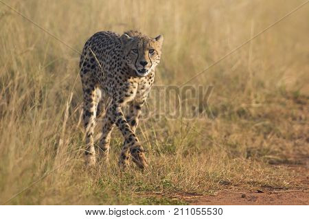 Female cheetah walking along a dirt road to her cub