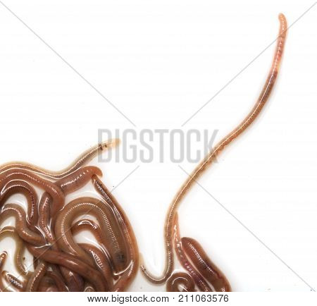 earthworms on a white background . Photos in the studio