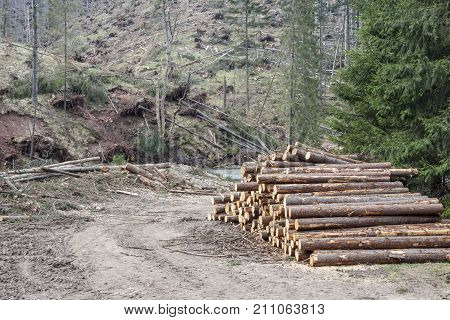 Heap of trees on path in Tatras National Park Poland.