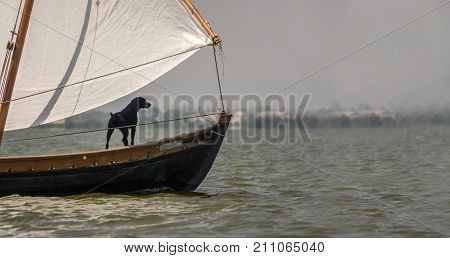 black dog sailing on prow of a ship, traditional wooden boats. Latin sailing ships, in the Albufera in Valencia Spain