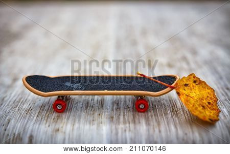 little skate with yellow leaf ballast. Reset ballast the concept of optimization and promotion.
