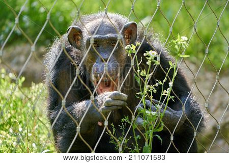 a chimpanzee behind a fence in the zoo