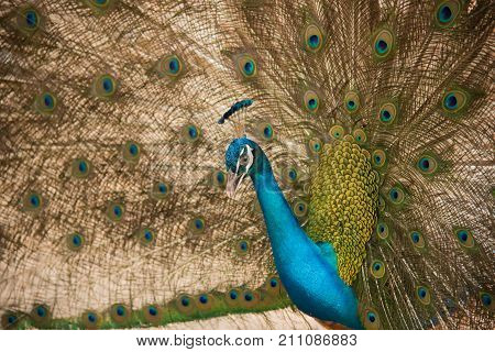 Peacock. Close up of peacock showing its beautiful feathers
