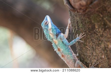 image of macro blue chameleon on the tree Natural color change
