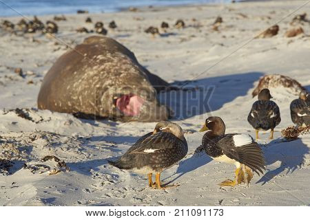 Falkland Steamer Ducks (Tachyeres brachypterus) on a sandy beach on Sea Lion Island in the Falkland Islands. Southern Elephant Seal in the background.