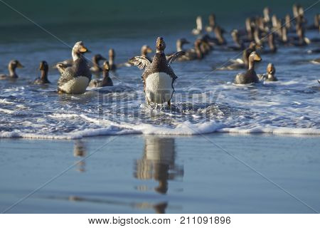 Large group of Falkland Steamer Ducks (Tachyeres brachypterus) coming ashore on Sea Lion Island in the Falkland Islands.