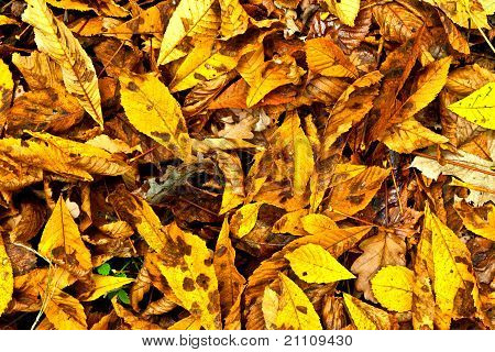 Hintergrund-Gruppe Herbst orange geht. im freien