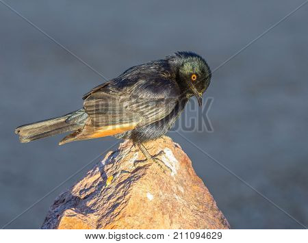An African Pale-Winged Starling at Augrabies Falls National Park in the Northern Cape province of South Africa.