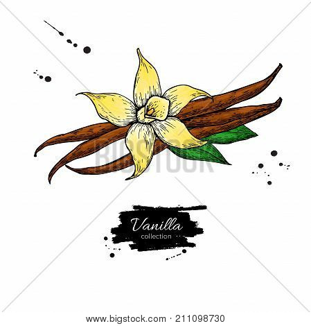 Vanilla flower and bean stick vector drawing. Hand drawn sketch food illustration isolated on white. Artistic style spice and flavor object. Cooking and aromaterapy ingredient.