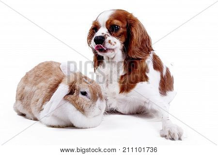 Dog and rabbit together. Animal friends. Sibling rivalry rabbit bunny pet white fox rex satin real live lop widder nhd german dwarf dutch with cavalier king charles spaniel dog. Christmas animals. cute.