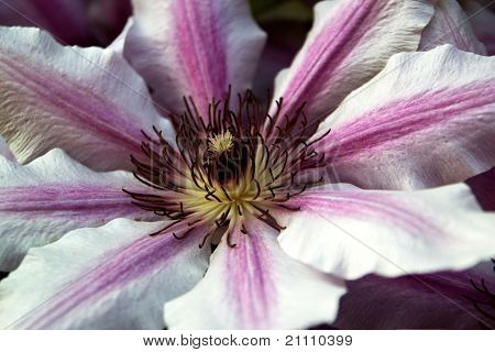 Klematis