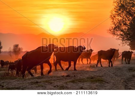 Water Buffalo Grazing At Sunset  Next To The River Strymon In Northern Greece.