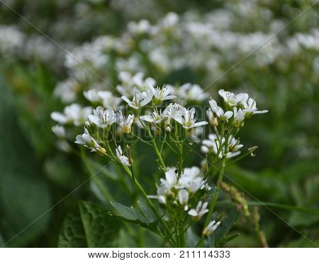 Watercress On Marshy Ground