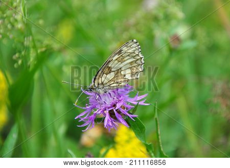 Colorful and crisp image of marbled white (Melanargia galathea)