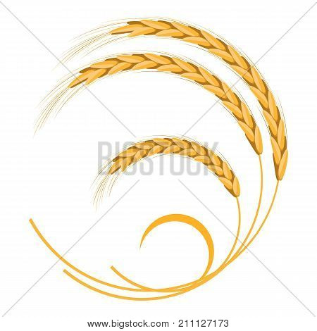 Golden wheat ears in round shape isolated on white. Vector colorful poster in flat design of cereal crops presenting agricultural harvest