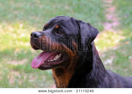 Cabeza de Rottweiler