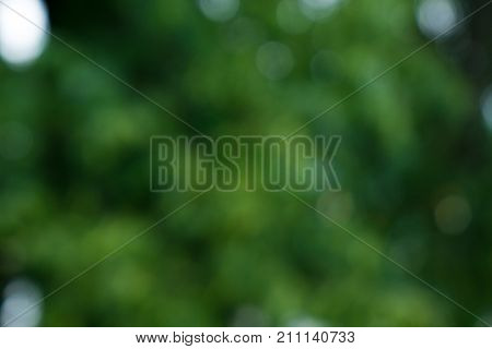 Natural Bokeh,blurred bokeh. green leaves in a summer park.