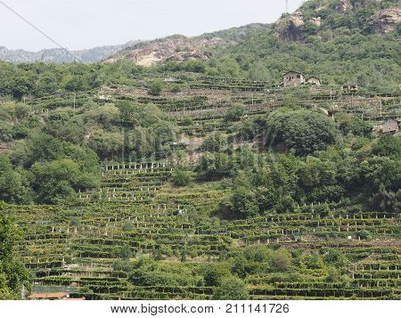 Vineyard Grapevine Plantation In Aosta Valley