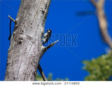 The Woodpecker