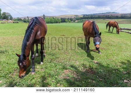 Horses Three Field Outdoors