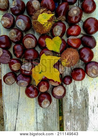 Ripe chestnuts white wooden background, outdoor shoot, top view, background