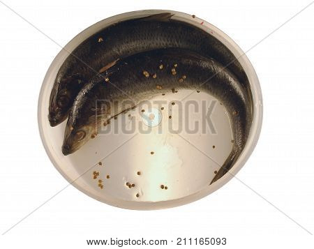 Two salty herring in a plastic can isolated on white background. Still-life with fish and pepper.