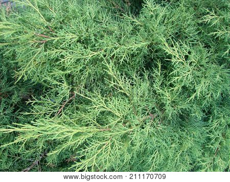 Photos Natural Background Branch Blue Spruce Growing In The Park. Shallow Depth Of Field