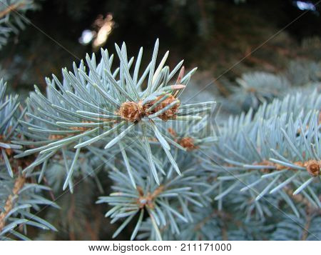 Photos Natural Background Branch Blue Spruce Growing In The Park. Shallow Depth Of Field