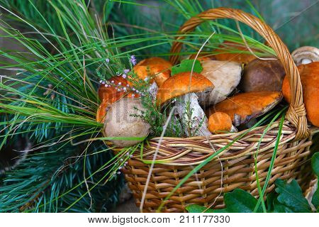 forest mushrooms in a basket with a branch of squeals on a background of oak leaves and pine, podberezoviki,