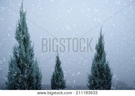 Landscape of Christmas tree pine or fir with snowfall on sky background in winter. vintage color tone and rustic style.