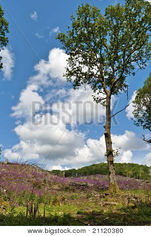 Woodland foxgloves