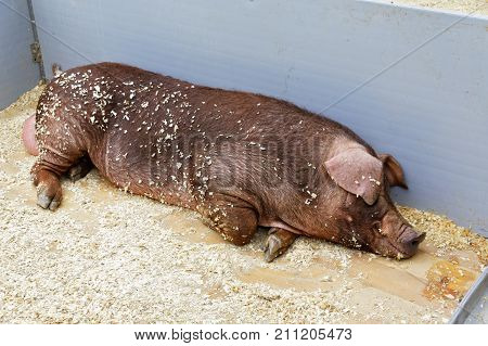 Young hog in a pen resting in a farm