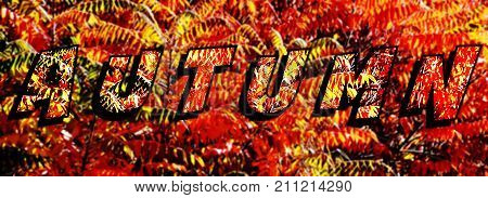 Close up of fall colored staghorn sumac leaves