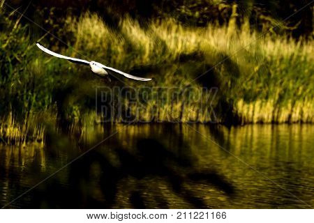 Flying Common Tern in the park - Bedfont Lakes Country Park, London