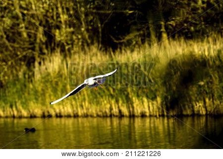Flying Common Tern in the park - Bedfont Lakes Country Park, London
