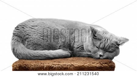 British Shorthair Cat Sleeping On Scratching Post Isolated On White.