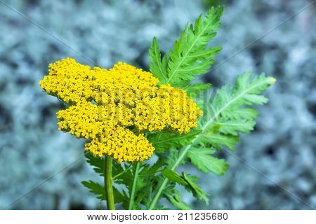 Decorative garden plant Yarrow targowy (lat. Achillea filipendulina). Yellow inflorescence close-up