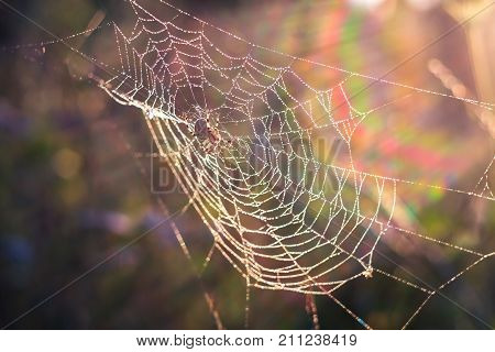 Spider sitting in the web glistening in the morning dew