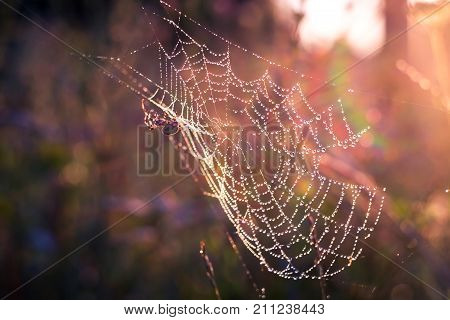 Spider sitting in the web glistening in the morning dew