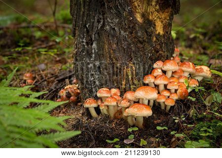 Hypholoma Sublateritium, Inedible Fungus