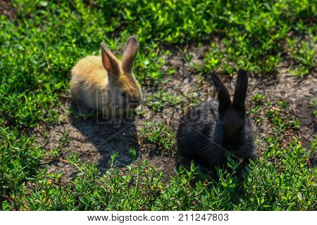 black and red little funny rabbit with long ears in the manger