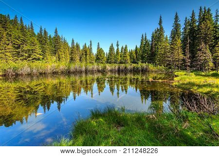 Wonderful untouched tarn in the pine forest, Retezat National Park, Carpathians, Transylvania, Romania, Europe