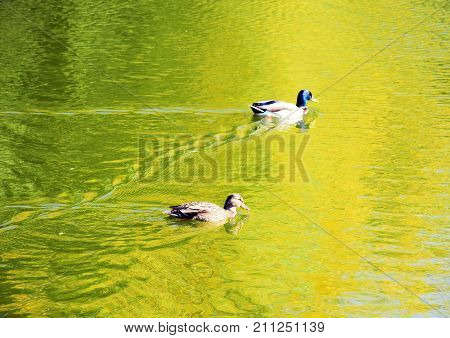 Ducks swim in a pond in autumn colors