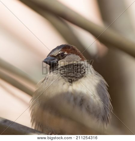 portrait of a curious sparrow on a branch