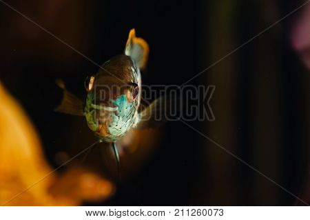 Nannacara. Blue fish floats in a home aquarium close-up.