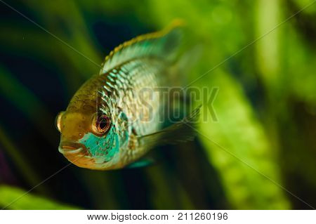 Nannacara. Blue aquarium fish on a background of seaweed.