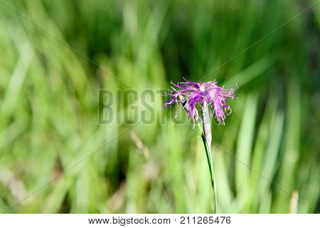 Dianthus Superbus Flower On Altai. Russia