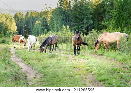 Horses Grazing On The Green Meadow. Altai Republic. Russia