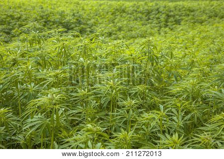 Marihuana Plantation Background