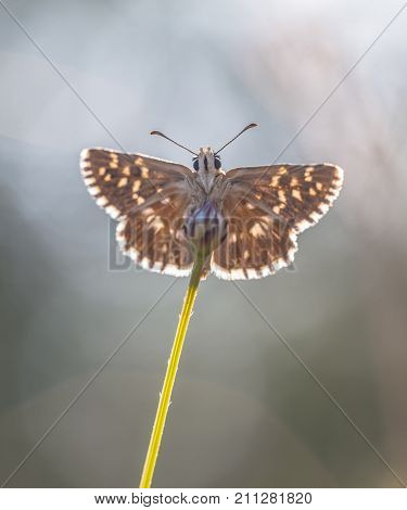 Underside Of Grizzled Skipper Butterfly (pyrgus Malvae) On Flower With Grey Blue Background